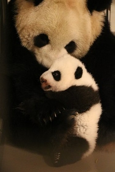 Giant panda cub with mom Er Shun at 12 weeks old. (Toronto Zoo photo)