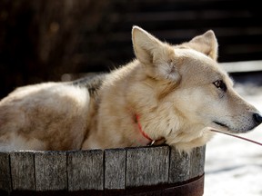 Daisy, a German shepherd-Labrador retriever cross dog, sits in a wine barrel planter at the photographer's home in Edmonton, Alta., on Thursday, March 13, 2014. The smart dog jumped into the planter to stay off the wet ground made damp from melting snow after being put outside for 15 minutes. Ian Kucerak/Edmonton Sun