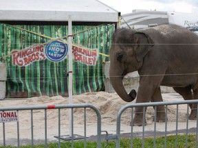 In this Friday, Jan. 8, 2016 photo, a young Asian elephant named April belonging to Ringling Bros. and Barnum & Bailey Circus, plays in the sand in her enclosure outside the American Airlines Arena in Miami. The circus is ending its elephant acts early, and will retire the animals in May. (AP Photo/Wilfredo Lee)