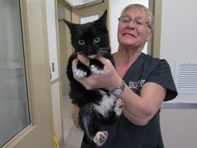 Ottawa Humane Society staff holds up Sweetie, a seven-month-old kitten, who was thrown out of a pickup truck window Saturday, Jan. 9, 2016. She's currently recovering  in the critical care unit at the OHS. Her tail, which was badly broken, will be amputated this week. 
Submitted photos