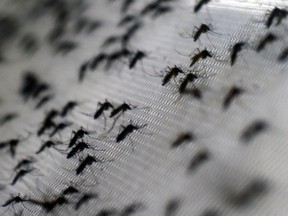 View of Aedes aegypti mosquitoes infected with the Wolbachia bacterium  December 9, 2015. AFP PHOTO/CHRISTOPHE SIMON