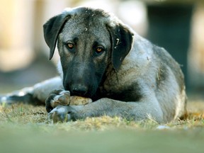 Chester is similar to his Anatolian shepherd. An Espanola man, 28, was charged with causing unnecessary suffering to an animal. The accused has since sold the dog. APF photo