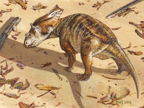 Art of juvenile Chasmosaurus. Artwork Supplied/University of Alberta