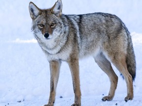 Coyote (Postmedia Network files)