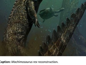 University of Alberta PhD student Tetsuto Miyashita is among seven scientists to report the largest crocodile ever known to swim the Earth’s seas. Named Machimosaurus rex, the new species was the largest and the last survivor of crocodiles that lived in oceans during the dinosaur age. The crocodile’s skull was more than 5 feet long, with its total body measuring about 35 feet in length. With a body length of about 35 feet, Machimosaurus rex was larger than any other known crocodiles known from oceans of the Dinosaur Age. Artwork Courtesy/University of Alberta