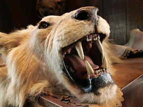 A lion's head and skin from an East African safari expedition donated to The Explorers Club sometime between 1908 and 1910 by former U.S. president, big game hunter, conservationist and adventurer Theodore Roosevelt, decorates a surface in the club's trophy room in New York. (THE CANADIAN PRESS/AP/Kathy Willens-File)