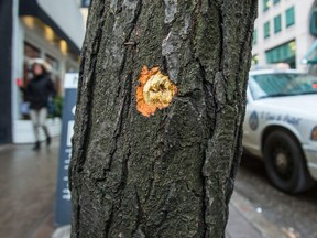A slug is seen in a tree after a shooting at King St. E., just west of Church St., shortly after 3 a.m. on Jan. 15, 2016. (Ernest Doroszuk/Toronto Sun)