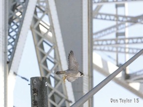 Peregrine falcons have lived on Sarnia?s Blue Water bridges for years and can often be seen from the city?s Waterfront Park. Even with fewer ducks on the St. Clair River through the first part of this winter, the Lambton County raptors and land species will captivate birders. (DON TAYLOR, Special to Postmedia News)