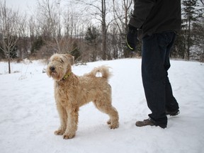 Seamus the Wheaten Terrier runs around Brewer Park Sunday, Jan 17, 2016. Ottawa Fire Service is warning pet owners to ensure their pets stay off the ice after a third dog of the season fell through thin ice Saturday, Jan. 16, 2016.
JULIENNE BAY/Ottawa Sun