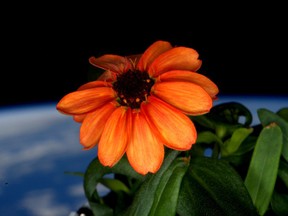 This image made available by NASA via Twitter posted on Jan. 17, 2016 by space station commander Scott Kelly, shows a zinnia flower out in the sun at the International Space Station. Last month, Kelly had to fight off mold that threatened to kill all the flowers in the space station’s mini-greenhouse. (Scott Kelly/NASA via AP)