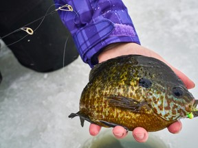 A pumpkinseed fish. (Supplied photo)