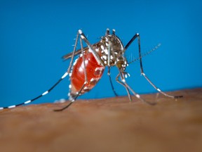 Zika virus, Aedes albopictus misquito, AP photo, Jan 20, 2016