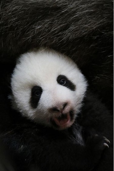 Toronto Zoo giant panda cub at 10 weeks old. (Toronto Zoo photo)