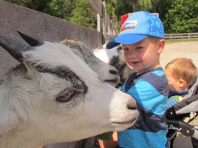 Cameron McKerracher checks out goats at the Children's Animal Farm in this file photo from July 2015. Cameron's family has organized an online auction to raise money for the farm located in Canatara Park, running March 25 to April 2.  (File photo)