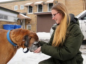 LUKE HENDRY/The Intelligencer
Quinte Humane Society shelter supervisor Amanda Frost feeds a treat to Harley, a 10-year-old boxer, outside the shelter in Belleville. Harley did not contract parvovirus, an infection which has had the shelter under quarantine for almost a month.