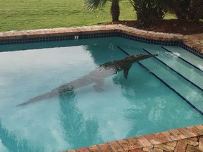 In this photo provided by the Monroe County Sheriff's Office, a crocodile swims in a privately owned pool in Islamorada, Fla., on Jan. 21, 2016. The Florida Fish and Wildlife Conservation Commission assisted in the removal of the crocodile. (Lieutenant David Carey/Monroe County Sheriff's Office via AP)