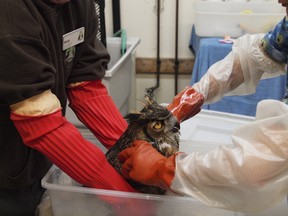 A great horned owl is washed by the rehabilitation team at the Toronto Wildlife Centre after it was rescued by staff at Humber Wastewater Treatment Plant. (Toronto Wildlife Centre)