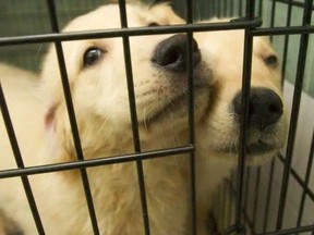 Public consultations on potential changes to Ottawa's pet store regulations, including a ban on stores selling dogs, cats and rabbits, will take place in February. ERNEST DOROSZUK / POSTMEDIA