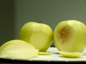 After smashing these two apples together, Neal Carter cut open the bruised areas about 15 minutes later, revealing a darkened area on the regular apple (right) and no discolouration at all on the Arctic Apple (left). (Julie Oliver / Ottawa Citizen)