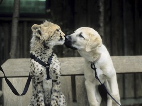 Sarah the cheetah is seen as a young cub with her puppy companion named Alexa in this undated handout photo courtesy of the Cincinnati Zoo in Cincinnati, Ohio. The zoo said on January 21, 2016 that Sarah, designated the world's fastest land mammal by National Geographic magazine in 2012, has died at the age of 15.  REUTERS/Cincinnati Zoo/Handout via Reuters