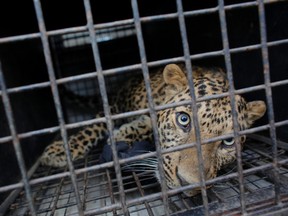 A leopard is seen in a cage after it was found inside a house in Kirtipur, Kathmandu, Nepal, on Jan. 22, 2016. Forest department officials tranquilized the leopard which was later released in a forest. (AP Photo/Niranjan Shrestha)