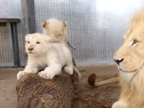 White lion cubs play with their dad, Fintan, at the Toronto Zoo