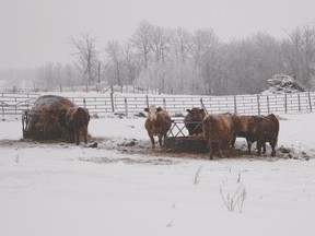 Cattle gather around a feeder in a farmyard north of Spruce Grove. Producers who attended UFA’s Cattle College learned about nutrition/feed supplements and the cattle market, and were also able to ask a veterinarian questions.