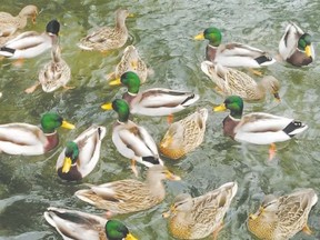 Ducks and other web-footed birds have a specialized circulatory system that cools the blood as it flows to their feet and warms it as it flows back to its body during winter. Remarkably, mallards, including these at London?s Springbank Park this week, lose only five per cent of their heat through their feet. In summer, this adaptive physiology reverses to keep ducks, flamingos and other web-footed tropical birds cool. (BARBARA TALYOR, The London Free Press)