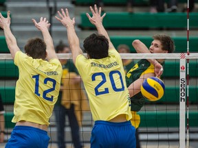 U of A Golden Bears left side Ryley Barnes hits down the line past  six-foot-10 University of B.C. Thunderbirds middle Alex Russell (12) and six-foot-eight opposite Mac McNichol at the Saville Sports Centre on Friday. The Bears swept in three-straight sets to remain undefeated on the season with a 17-0 record. (Shaughn Butts)