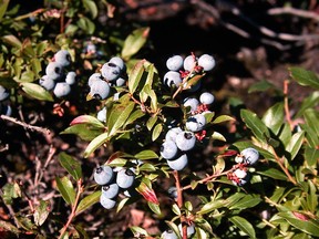 Joe D. Shorthouse/For The Sudbury Star
A mature blueberry plant.