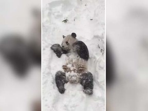 The Smithsonian National Zoo posted a video showing 18-year-old panda Tian Tian rolling in the snow. (Smithsonian’s National Zoo and Conservation Biology Institute/Facebook screengrab)