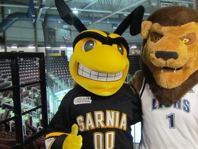 Buzz from the Sarnia Sting, and Pounce, from Lambton College, shake hands, next to college president Judith Morris and Sting president Bill Abercrombie, on Monday at the announcement of a formal partnership between the hockey team and college. It will include student co-op, internships and work placements with the team, as well as other initiatives.
 Paul Morden/Sarnia Observer