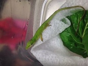 The green anole lizard that was found in a child's salad in New Jersey. (YouTube/Screengrab)
