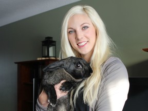 Jessica Hellard with foster rabbit, Wobbles in her home on Friday. (Ali Wilson/For The Whig-Standard