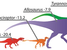 From left to right, Guaibasaurus was an early dinosaur with a low score typical of primitive forms; despite its pop culture status, Velociraptor is revealed to be among the least swift of the carnivorous dinosaurs; the Jurassic predator Allosaurus was large and moderately adapted for speed; despite its bulk, Tyrannosaurus scores high on the speed charts; the controversial species Nanotyrannus was the bipedal dino best adapted for speed – the Usain Bolt of its era. PHOTO SUPPLIED