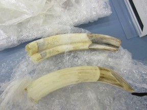 Hippo tusks are displayed from among the things seized by border services in Edmonton last year. (SUPPLIED PHOTO)
