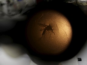 A technician of Oswaldo Cruz Foundation (Fiocruz) inspects an Aedes aegyti mosquito through a microscope inside of a laboratory in Recife, Brazil, January 27, 2016. Health authorities in the Brazilian state at the center of a rapidly spreading Zika outbreak have been overwhelmed by the alarming surge in cases of babies born with microcephaly, a neurological disorder associated to the mosquito-borne virus.  REUTERS/Ueslei Marcelino