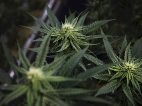 Marijuana is photographed at a growing facility in Markham, Ont., in this Jan. 7, 2016 file photo. (THE CANADIAN PRESS/Nathan Denette)