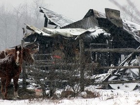 Candy and Rowdy watch as Loyalist Township Emergency Services firefighters examine the smoky remains of their barn on Empey Road near Yarker, Ont. on Thursday January 28, 2016. The barn was fully involved when firefighters arrived around 11:10 p.m. Wednesday night. Steph Crosier/Kingston Whig-Standard/Postmedia Network