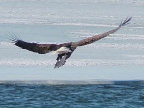 In this photograph from 2014, a bald eagle makes off with a fish just stolen from a duck on the St. Clair River. Travel writer Bob Boughner reports that a total of 29 of the big birds of prey were counted along the St. Clair last fall. He said the number could possibly make western Lambton County a bald eagle hot spot for the eastern half of North America.
HANDOUT/ SARNIA OBSERVER/ POSTMEDIA NETWORK