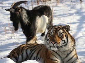 A handout picture taken on Nov. 30, 2015 and obtained from the Primorye Safari-Park official website shows Amur, a tiger, resting close to a goat named Timur in an enclosure at the Primorye Safari-Park. . (AFP PHOTO/PRIMORYE SAFARI-PARK/DMITRY MEZENTSEV)