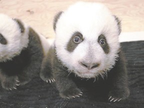 If all goes as planned, the twin panda cubs at the Toronto Zoo will be able to have visitors in mid-March.