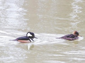 Through the winter, hooded mergansers are often seen at London?s Greenway Park or at other sites along the Thames River. Although the size and shape of the male and female are similar, the adult male?s plumage is much more striking. (PAUL ROEDDING, Special to Postmedia News)