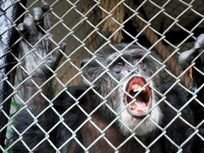 Tommy, a chimpanzee, in Gloversville, N.Y. (Bill Trojan/The Leader-Herald via AP, File)