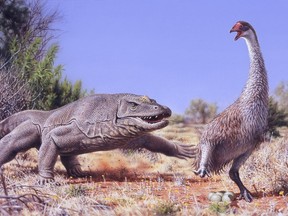 A giant flightless bird known as Genyornis newtoni (R) is surprised on her nest by a 1 ton, predatory lizard named Megalania prisca in Australia roughly 50,000 thousand years ago, in this illustration courtesy of Peter Trusler, Monash University, Melbourne, Australia. (REUTERS/Illustration courtesy of Peter Trusler, Monash University)