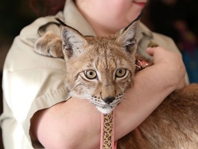 Lola, an eight-month-old Eurasian lynx, is featured at Little Ray's Reptile Zoo at the Radisson Hotel in Sudbury, Ont. on Friday January 29, 2016. The exhibit is open to the public on Saturday and Sunday from 10 a.m. to 5 p.m. John Lappa/Sudbury Star/Postmedia Network