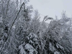 Heavy, wet snow causing trees to droop have resulted in outages in some areas, such as in this photo from Windsor. (Twitter/Nova Scotia Power)