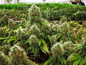 Marijuana plants. (AP Photo/Seth Perlman, File)