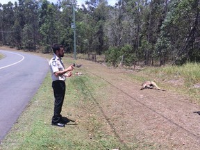 This photo released by the RSPCA in Queensland shows an RSPCA inspector photographing dead kangaroos lying on the roadside in the outskirts of Brisbane, Australia, on Feb. 1, 2016. A driver deliberately ran down and killed 17 kangaroos in the outer Brisbane suburb, the RSPCA said Monday. (Michael Beatty/RSPCA via AP)