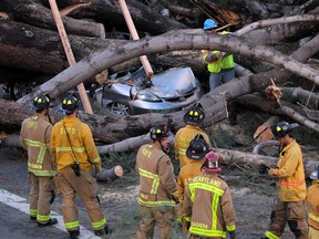 Firefighters work to remove a large tree that fell across multiple lanes of traffic, killing a motorist, in Pacific Beach, Calif., on Jan. 31, 2016. Powerful winds have downed dozens of trees and power poles and blown away rooftops as a winter storm moves across California. (John Gastaldo/The San Diego Union-Tribune via AP)